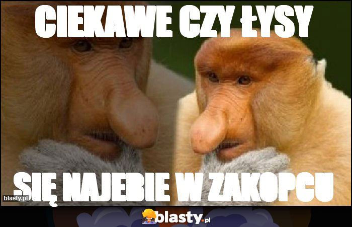 CIEKAWE CZY ŁYSY CIEKAWE CZY ŁYSY
