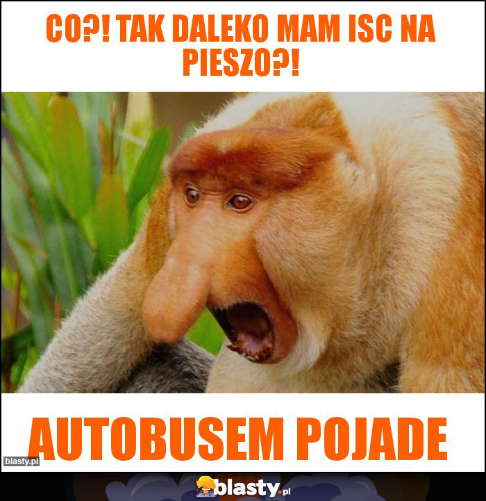 Co?! Tak daleko mam isc na pieszo?! Co?! Tak daleko mam isc na pieszo?!