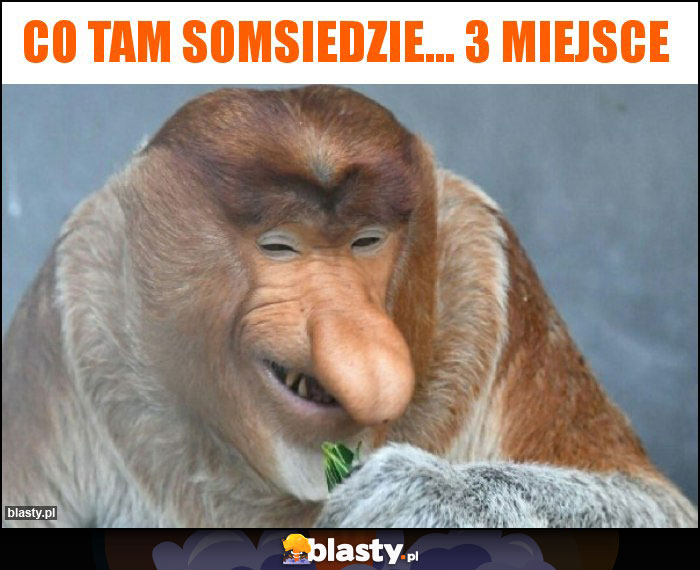 Co tam somsiedzie... 3 miejsce