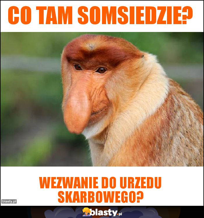 CO TAM SOMSIEDZIE? CO TAM SOMSIEDZIE?