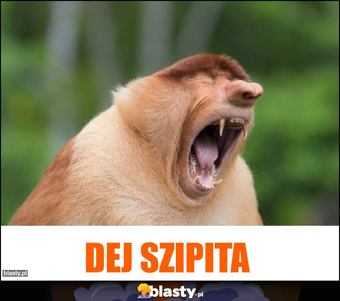 Dej szipita Dej szipita