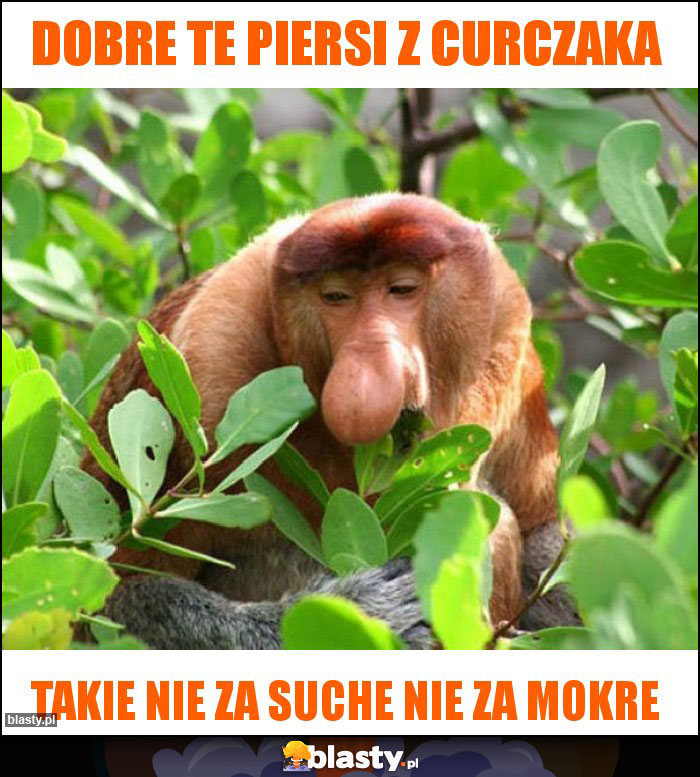 Dobre te piersi z Curczaka