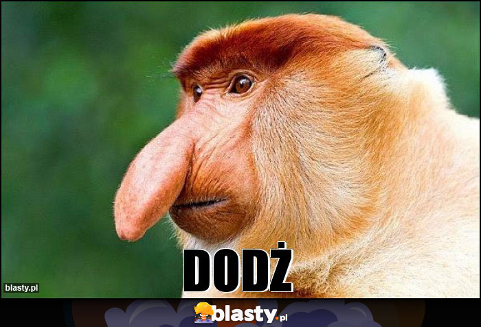DODŻ
