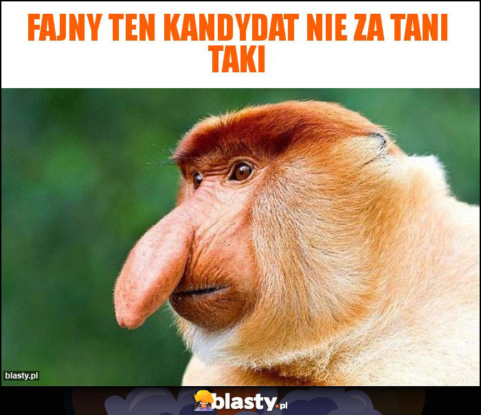 Fajny ten kandydat nie za tani taki Fajny ten kandydat nie za tani taki