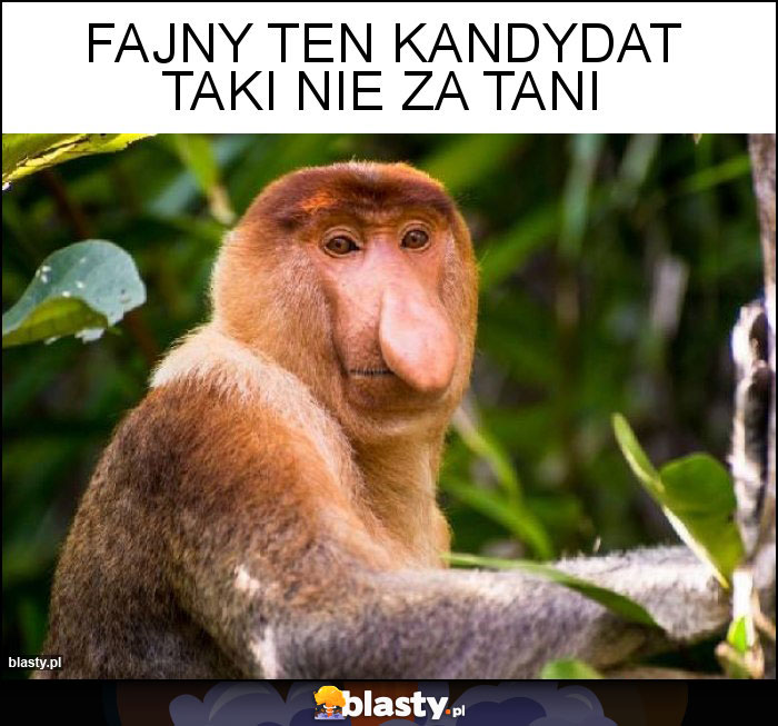 Fajny ten kandydat taki nie za tani Fajny ten kandydat taki nie za tani