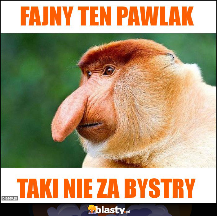 FAJNY TEN PAWLAK