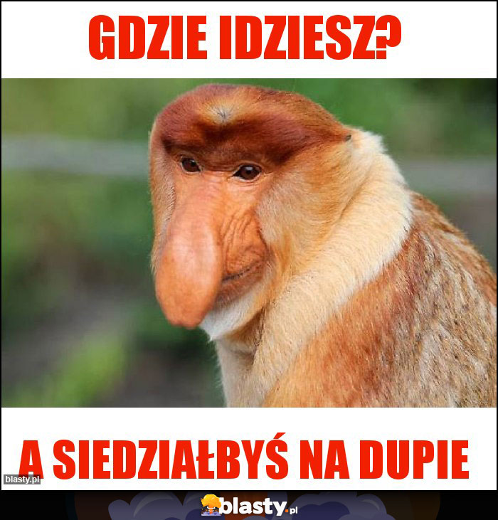 Gdzie idziesz? Gdzie idziesz?