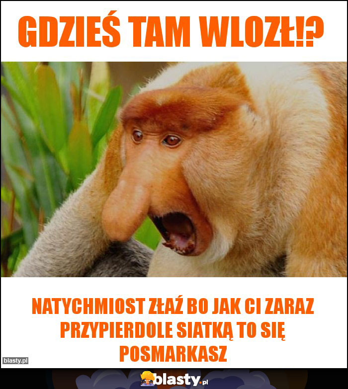 Gdzieś tam wlozł!? Gdzieś tam wlozł!?