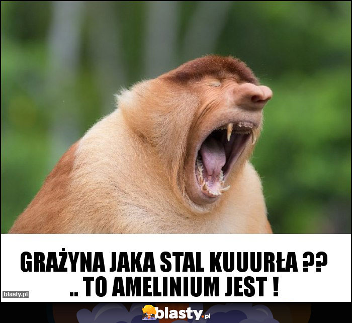 Grażyna jaka stal Kuuurła ?? .. to amelinium jest ! Grażyna jaka stal Kuuurła ?? .. to amelinium jest !