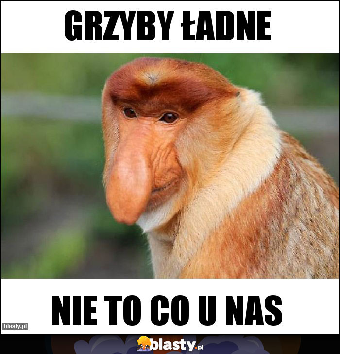 Grzyby ładne Grzyby ładne