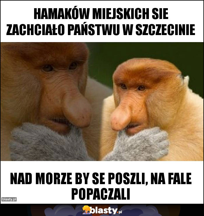 hamaków miejskich sie zachciało Państwu w Szczecinie hamaków miejskich sie zachciało Państwu w Szczecinie