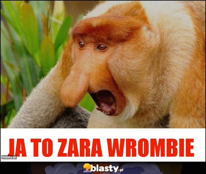 Ja to zara wrombie Ja to zara wrombie