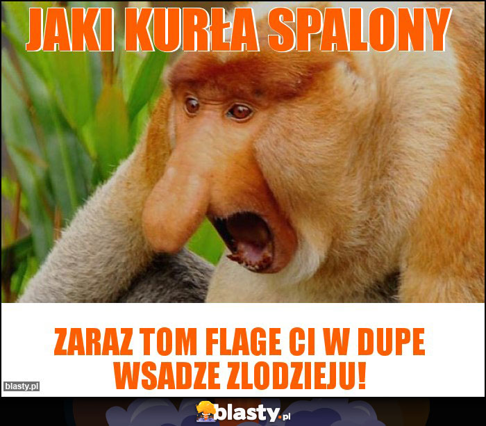 Jaki kurła spalony Jaki kurła spalony