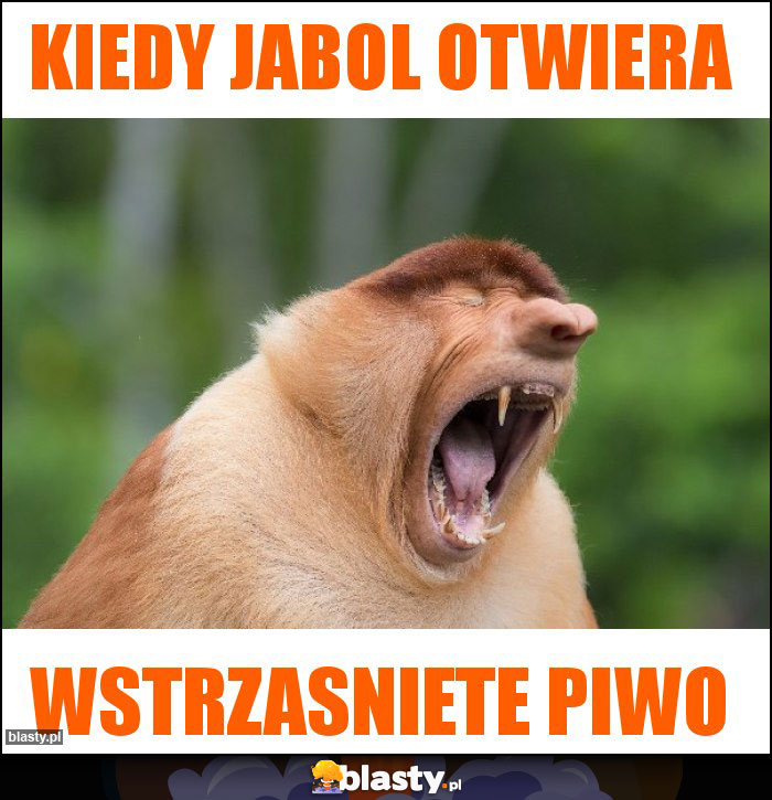 kiedy jabol otwiera