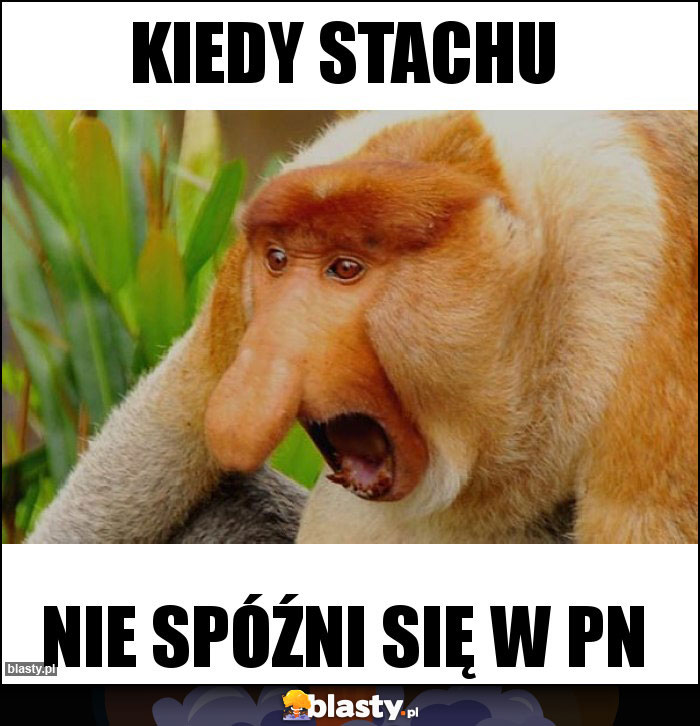 Kiedy stachu Kiedy stachu