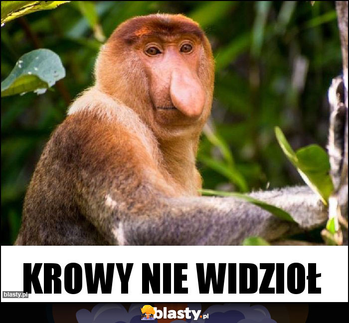 Krowy nie widzioł