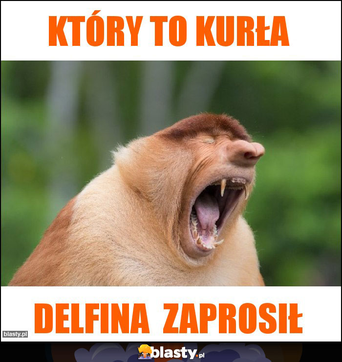 który to kurła który to kurła
