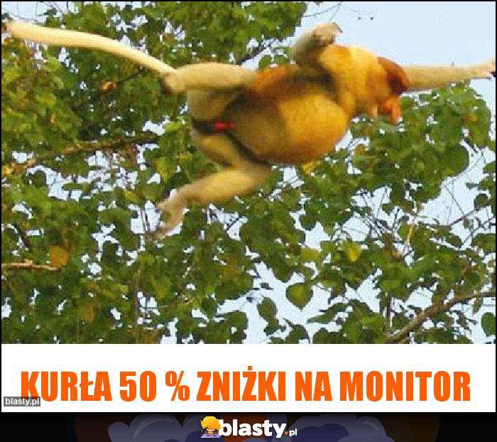 Kurła 50 % zniżki na monitor Kurła 50 % zniżki na monitor