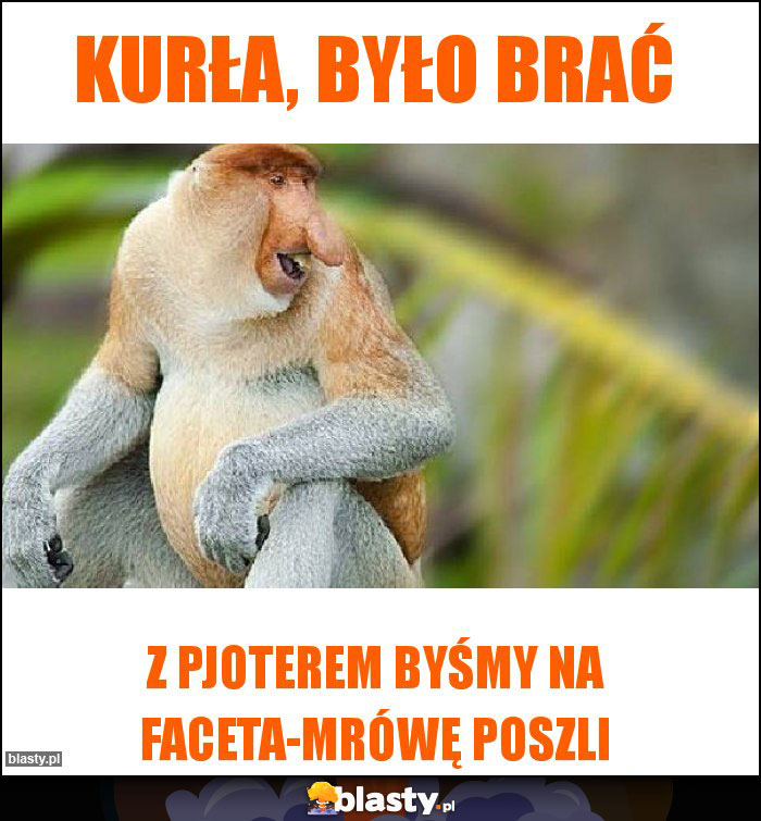 Kurła, było brać Kurła, było brać