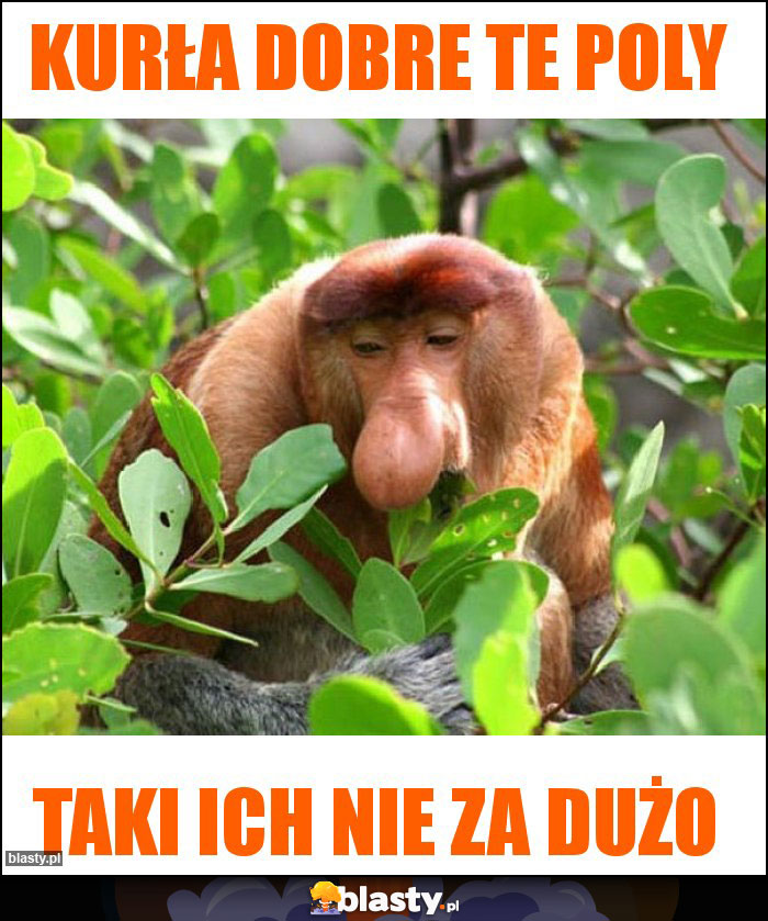 kurŁA DOBRe te poly kurŁA DOBRe te poly