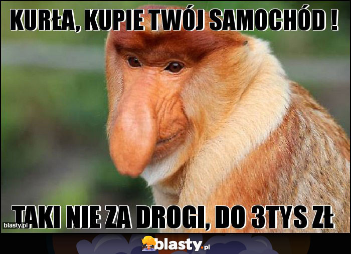 Kurła, KUPIE twój samochód ! Kurła, KUPIE twój samochód !