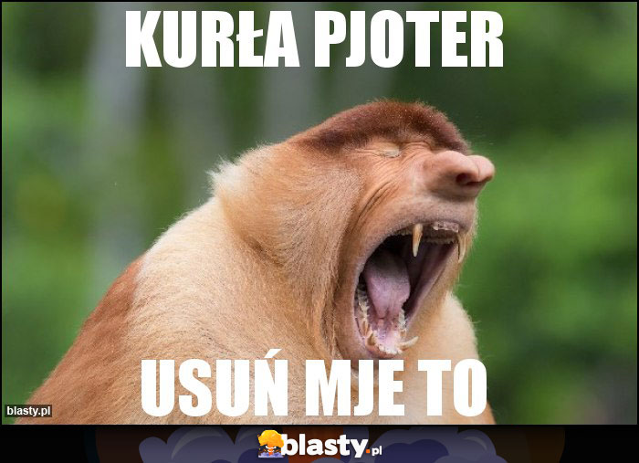 kurła pjoter