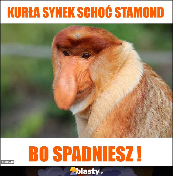 kurła synek schoć stamond kurła synek schoć stamond