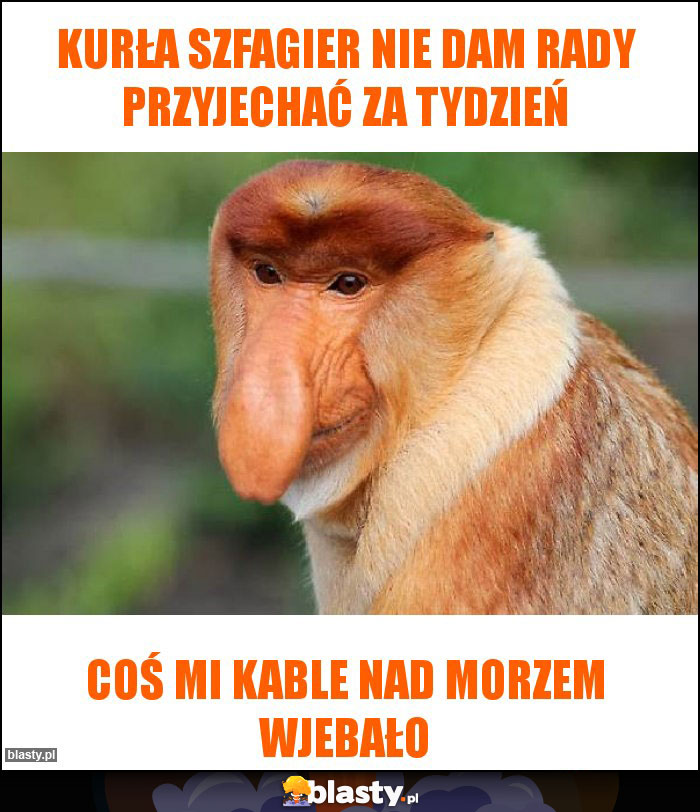 Kurła Szfagier nie dam rady przyjechać za tydzień Kurła Szfagier nie dam rady przyjechać za tydzień