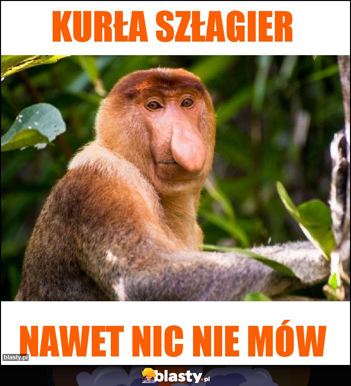 kurła szłagier kurła szłagier