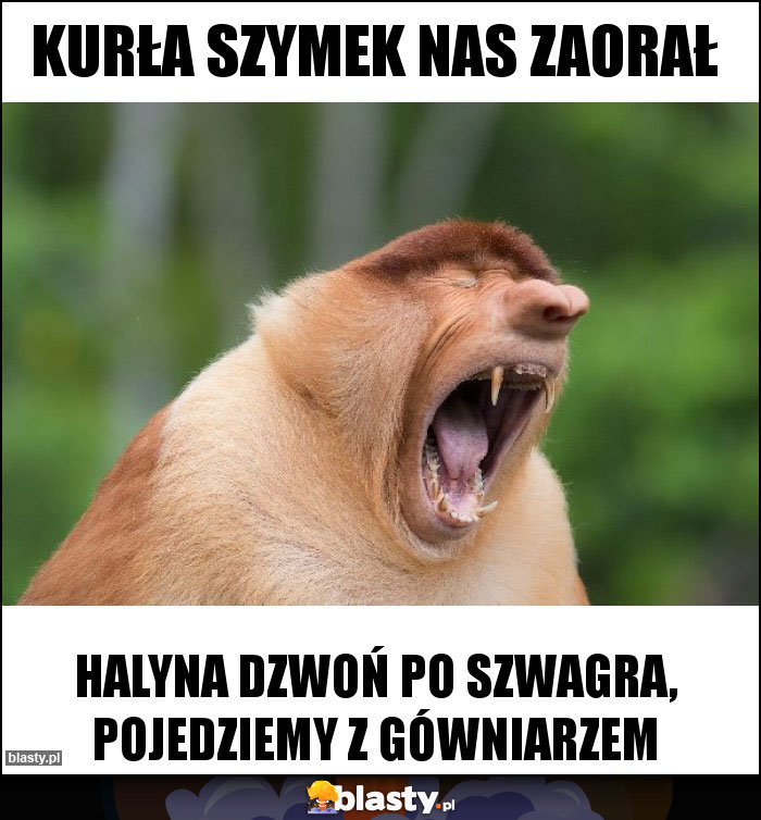 Kurła Szymek nas zaorał Kurła Szymek nas zaorał
