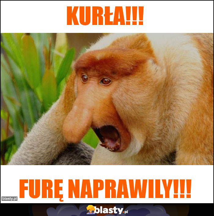 Kurła!!!