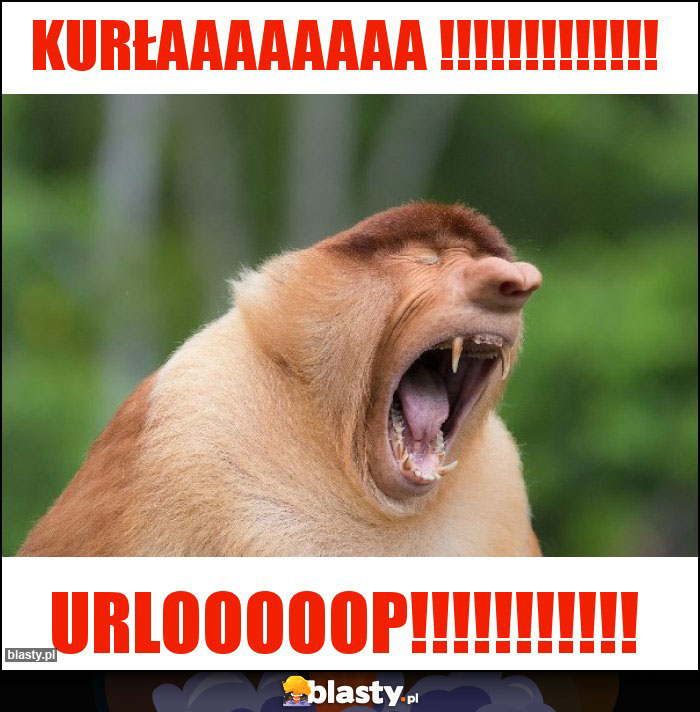 Kurłaaaaaaaa !!!!!!!!!!!!! Kurłaaaaaaaa !!!!!!!!!!!!!