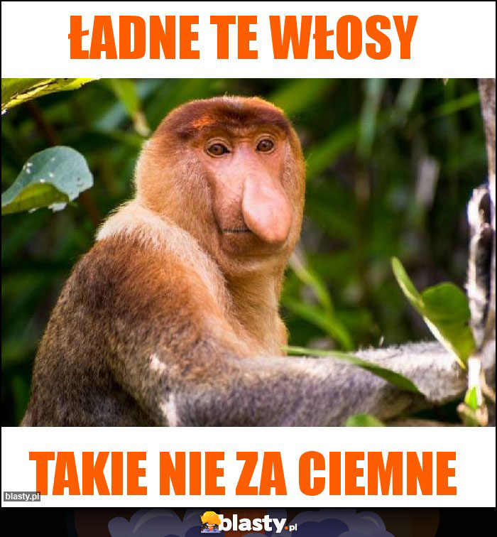 Ładne te włosy Ładne te włosy
