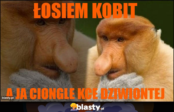 Łosiem kobit