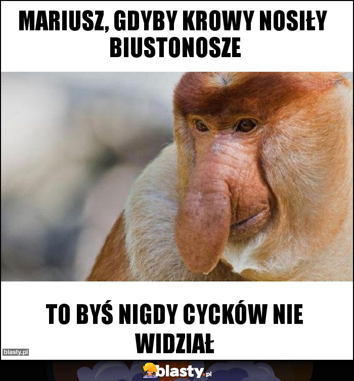 Mariusz, Gdyby Krowy Nosiły Biustonosze Mariusz, Gdyby Krowy Nosiły Biustonosze