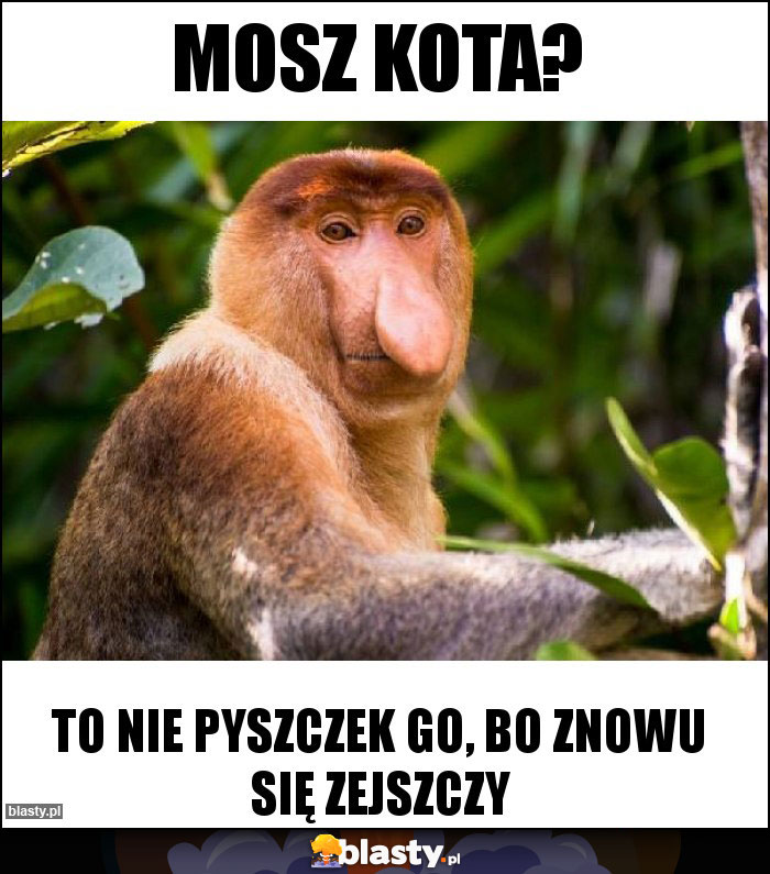 Mosz kota? Mosz kota?