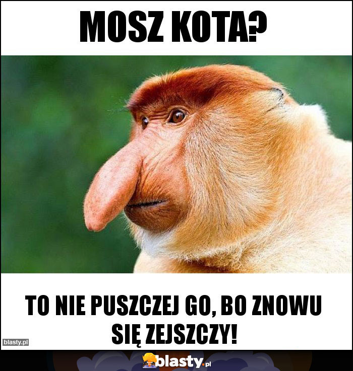 Mosz kota? Mosz kota?
