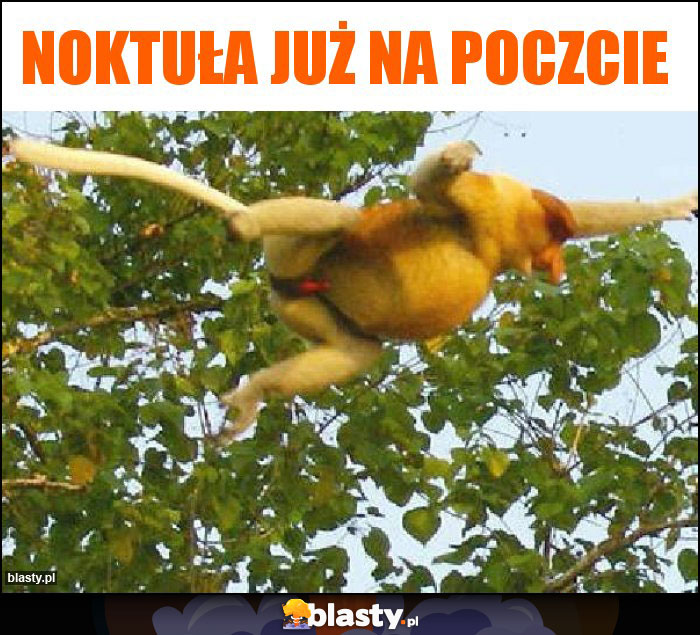 NOKTUŁA JUŻ NA POCZCIE NOKTUŁA JUŻ NA POCZCIE