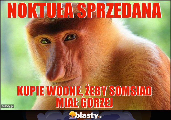NOKTUŁA SPRZEDANA NOKTUŁA SPRZEDANA