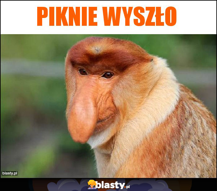 Piknie wyszło Piknie wyszło