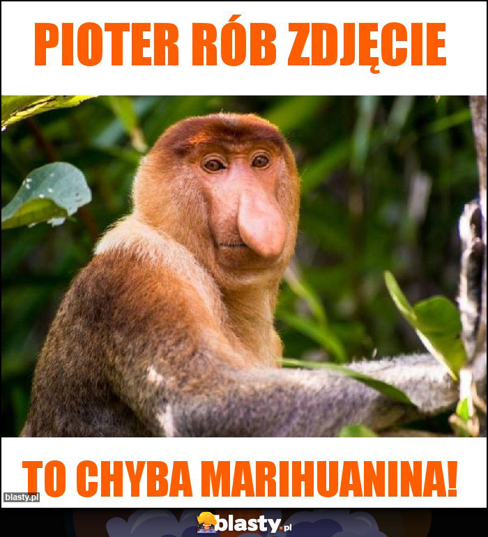 Pioter rób zdjęcie Pioter rób zdjęcie