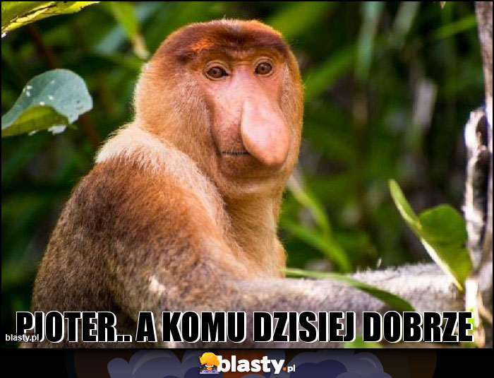 Pjoter.. a komu dzisiej dobrze Pjoter.. a komu dzisiej dobrze