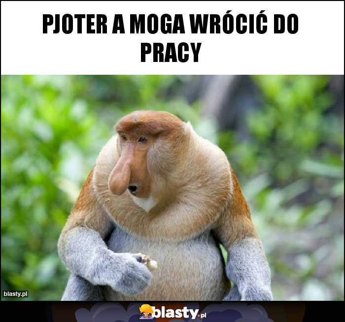 Pjoter a moga wrócić do pracy Pjoter a moga wrócić do pracy