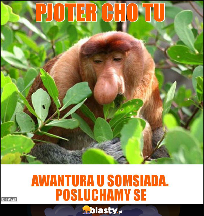 Pjoter cho tu