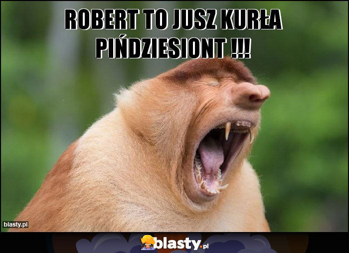 robert to jusz kurła pińdziesiont !!! robert to jusz kurła pińdziesiont !!!