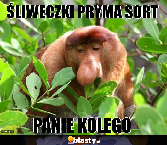 Śliweczki pryma sort