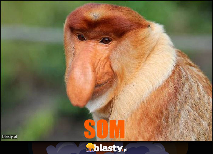 SOM