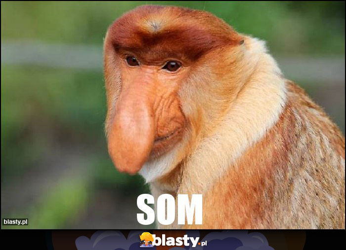 SOM