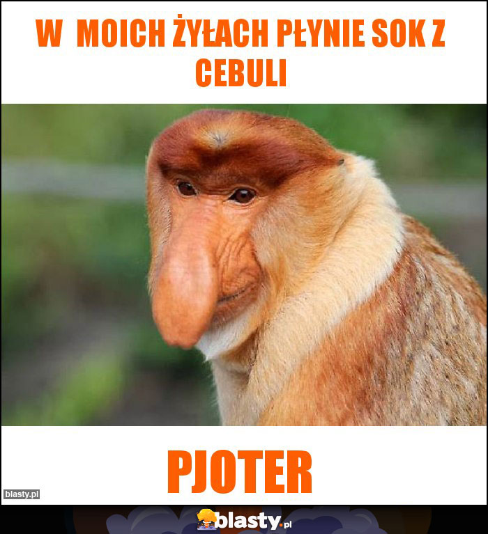 W moich żyłach płynie sok z cebuli W moich żyłach płynie sok z cebuli