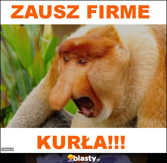 zausz firme zausz firme